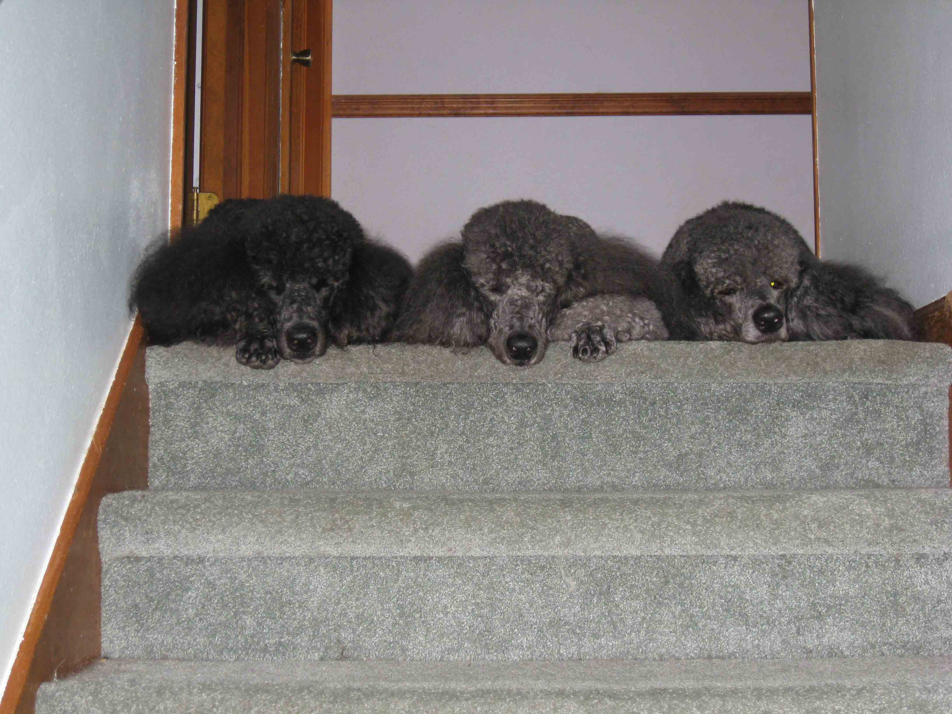 Letta, Emma, Lera on the stairs landing