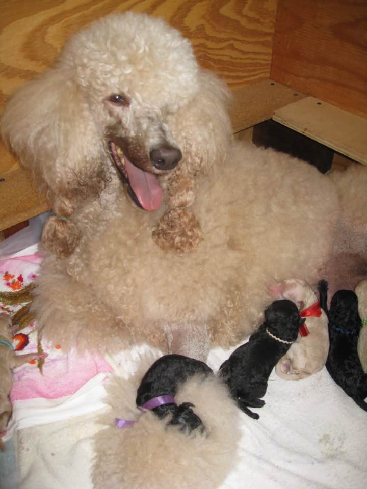 Taya with pupppies